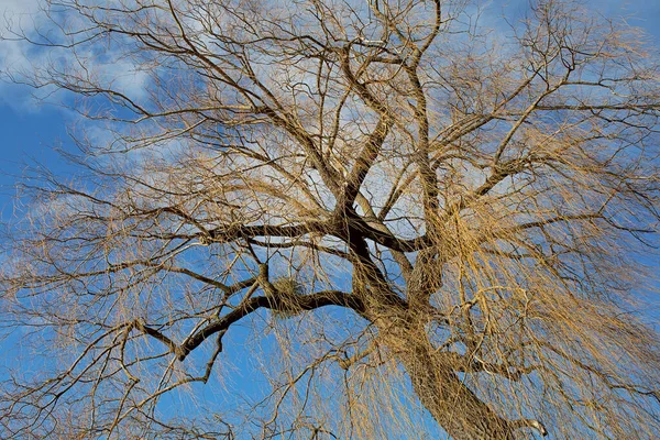 Bare Willow Tree Winter Mistletoe Blue Sky — Stock fotografie