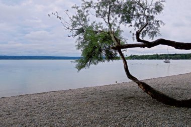 Bavyera 'daki Ammersee üzerinde ön planda eğri büğrü bir ağaç var.