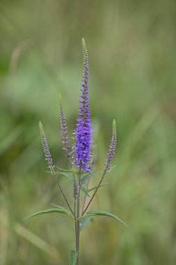 Bulanık yeşil arkaplanın önündeki uzun yapraklı hız kuyusunun makrosu