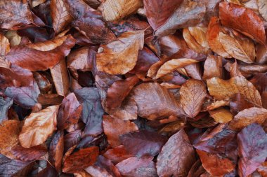 Sonbaharda kayın yapraklarıyla tam çerçeve arkaplan