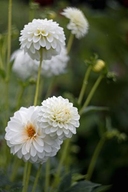 white chrysanthemums in a field to cut flowers yourself
