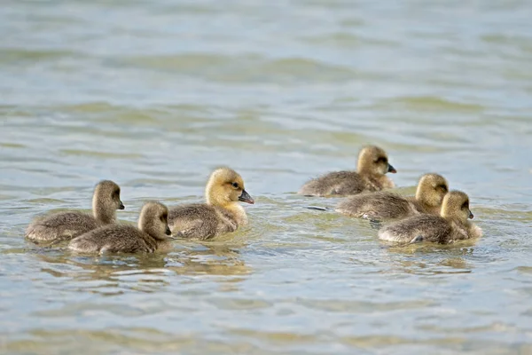 Close Six Little Goslings Swimming Water — Stok fotoğraf