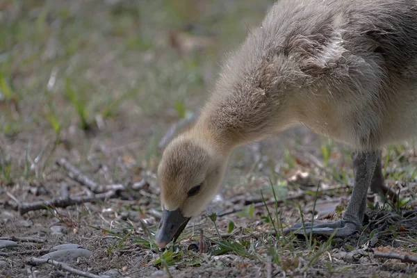 Portrait Closeup Greylag Goose Chick —  Fotos de Stock