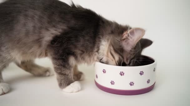 Schattig hongerig grijs kitten eet uit een lila kom op een witte achtergrond. — Stockvideo