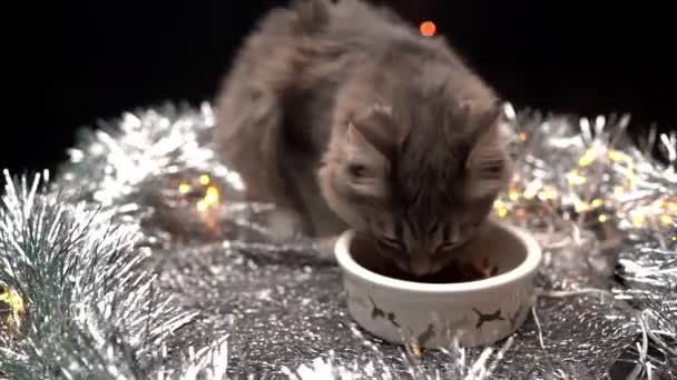 Beau chat mange de la nourriture d'un bol dans les décorations de Noël. Nouvel An pour les animaux domestiques — Video