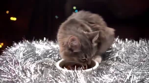 Кота ест еду из чаши в рождественских украшениях. Новый год для домашних животных — стоковое видео