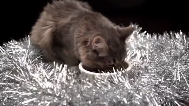 Schöne Katze frisst Futter aus einer Schüssel in Weihnachtsdekoration. Neues Jahr für Haustiere — Stockvideo