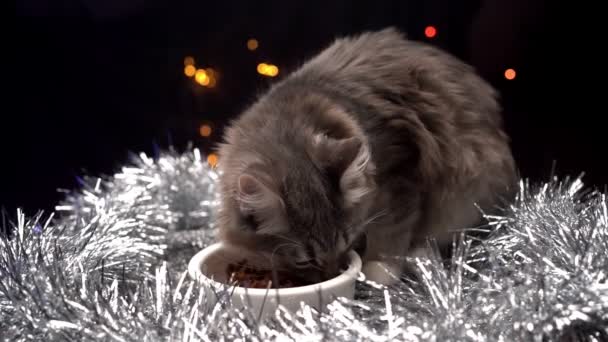 Krásná kočka jí jídlo z mísy v vánoční ozdoby. Nový rok pro domácí mazlíčky