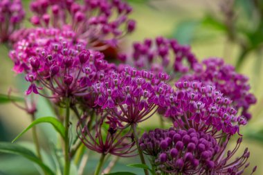 Yeni ortaya çıkan pembe çiçeklerin ve tomurcukların yakın görüntüsü bataklık yosun bitkisinin üzerinde