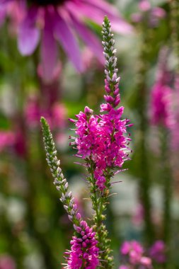 Veronica Spicata 'nın (dikenli sürat kuyusu) güneşli bir süs bahçesinde çiçekli desen manzarasını kapat.
