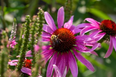 Güneşli bir yaz bahçesinde, parlak pembe renkli mor coneflower çiçeklerinin (echinacea purpurea) soyut dokusunu kapatıyoruz.