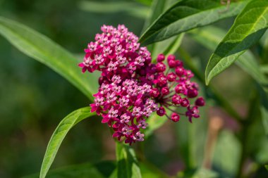 Yeni ortaya çıkan pembe çiçeklerin ve tomurcukların yakın görüntüsü bataklık yosun bitkisinin üzerinde