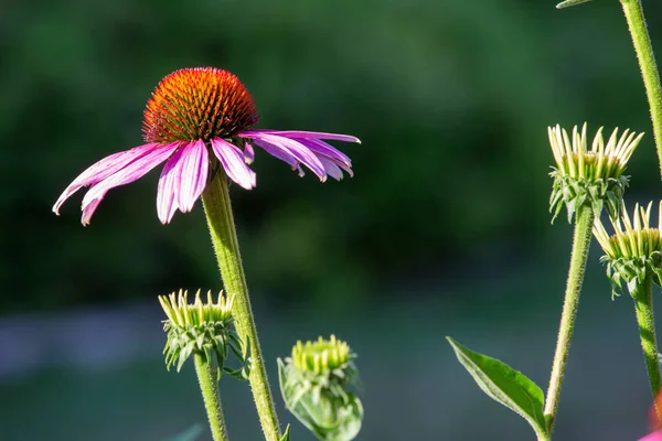 Nahaufnahme Abstrakte Textur Hintergrund Der Lebendigen Rosa Farbe Lila Sonnenhut — Stockfoto