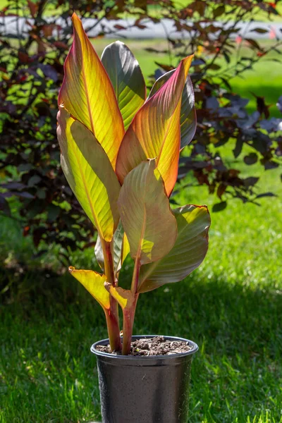 양지바른 통조림 용기에 색깔의 커다란 잎으로 이루어진 추상적 배경을 클로즈업함 — 스톡 사진