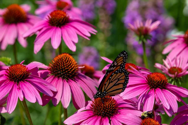 Vista Perto Coneflower Roxo Brilhante Echinacea Purpurea Florescendo Jardim Ensolarado — Fotografia de Stock