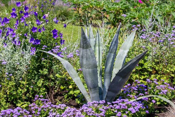 장식용 정원에 아름답고 식물을 가까이 — 스톡 사진