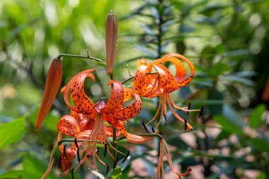 Parlak turuncu kaplan zambak çiçeklerinin (zambak çiçekleri) güneşli bir bahçede çiçek açması