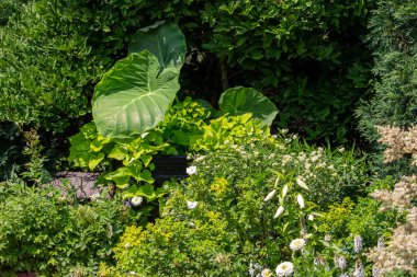 Güneşli bir yaz süs bahçesinde dev fil bitkilerinin (colocasia gigantea) yakın görüntüsü.