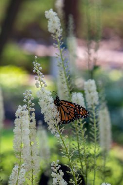 Beyaz renkli hindistan cevizi çiçeklerinde (actaea racemosa) güneşli bir bahçede bir kral kelebeğinin yakın görüntüsü