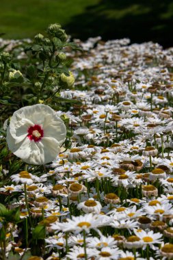 Parlak beyaz bataklık gülü çiçekleri (hibiscus moscheutos) güneşli bir bahçede çiçek açarken yakın plan görüntüsü
