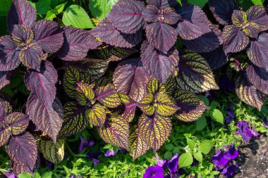 Güzel mor ve sarı coleus bitkilerinin (coleus scutellarioides) yakın görüntüsü bir yaz süs bahçesinde sergilenmektedir.