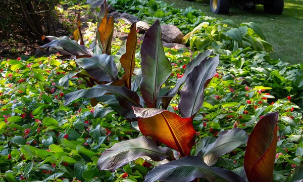 사진은 정원에 아름다운 식물의 사진을 줍니다 — 스톡 사진