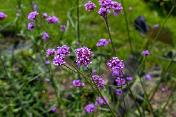 Vista Cerca Flores Verbena Púrpura Brillante Verbena Floreciendo Jardín Ornamental — Foto de Stock