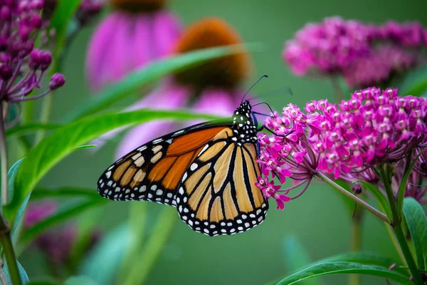 Macro View Monarch Butterfly Feeding Blossoms Buds Swamp Milkweed Plant — Stock Photo, Image