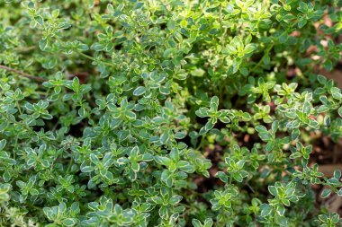 Güneşli bir bitki bahçesinde yetişen limon kekik bitkilerinin (timus citriodorus variegata) doku arka planını kapat