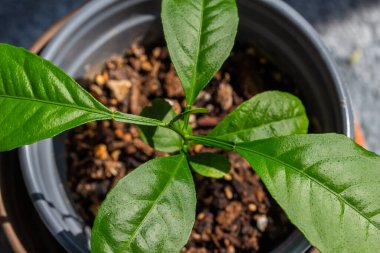 Kapalı alanda büyüyen limon ağacının doğal ışıkla filizlenen üst görüntüsünü kapatın.