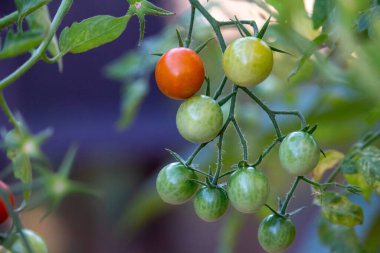 Çeri domateslerinin soyut dokuma görüntüsünü güneş ışığında bir saksıda olgunlaşmanın çeşitli aşamalarında kapatın.