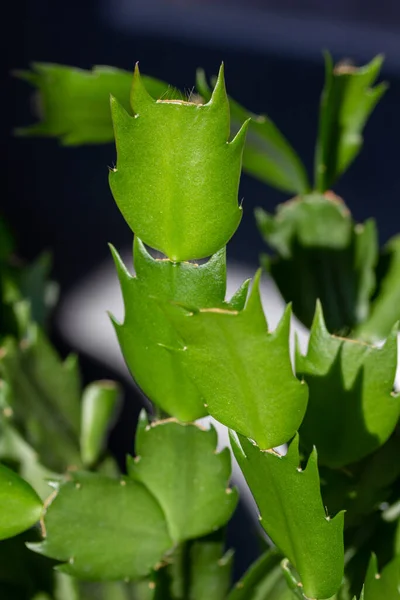 자연적 반사된 배경을 추수감사절 선인장 Schlumbergera Truncata 매크로 추상적 — 스톡 사진