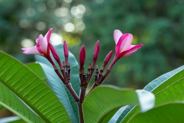 Çiçek açan güzel pembe plumeria 'nın (frangipani) makro soyut dokuma görünümü.