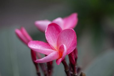 Pembe gökkuşağı Plumeria çiçeğinin makro soyut görüntüsü koyu çözünmüş arka planda çiçek açar