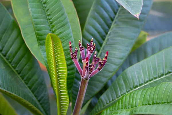 Tilikan Tekstur Abstrak Makro Dari Plumeria Merah Muda Indah Frangipani — Stok Foto