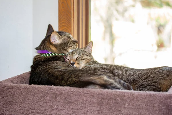 窓の近くのカーペットで覆われた猫の塔で寝るために抱っこしている2つの灰色の縞模様の国内のタビー猫の率直な眺めを閉じます — ストック写真