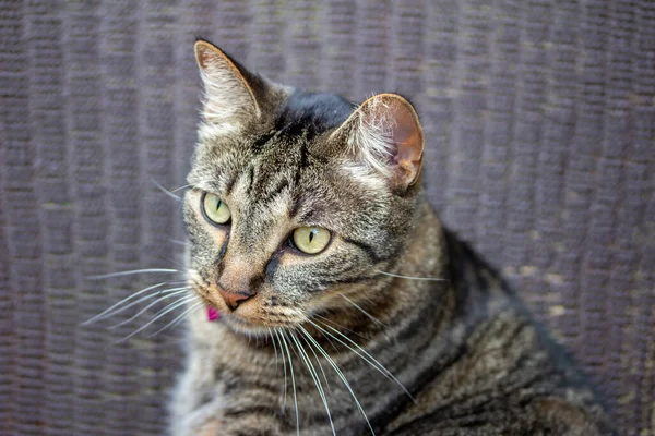 Close Vista Retrato Gato Estimação Doméstico Listrado Cinza Tabby Com — Fotografia de Stock