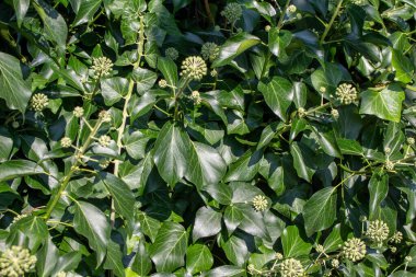 Bir Avrupa çalı bitkisinin yeşil yapraklarının soyut dokusunu kapat