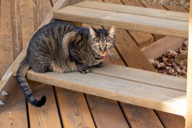 Genç gri çizgili tekir kedinin sedir ağacından bir güverte merdiveninde etrafını keşfederken yakın görüntüsü.