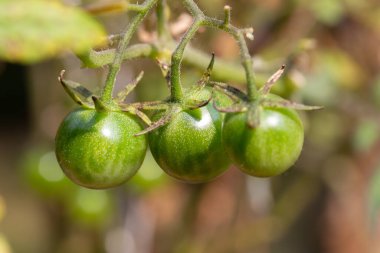 Sarmaşıkta büyüyen yeşil domateslerin makro soyut görüntüsü, çözünmüş arka plan, doğal güneş ışığı ve kopyalama alanı