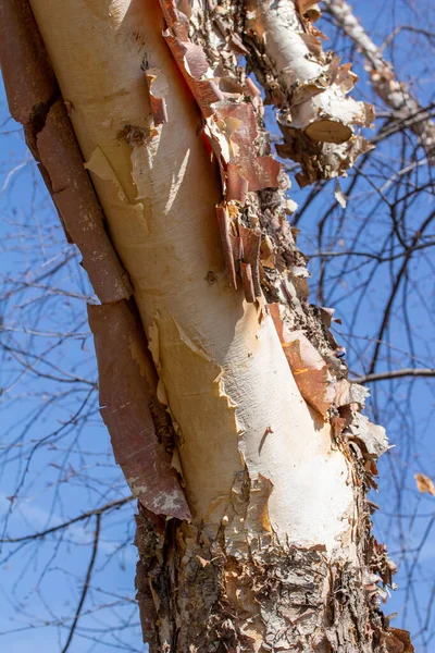 この画像は 青い空の背景を持つ白樺の木 ベトゥラ ニグラ の幹に魅力的な引き裂かれ 皮をむいた樹皮のテクスチャビューをクローズアップ示しています — ストック写真