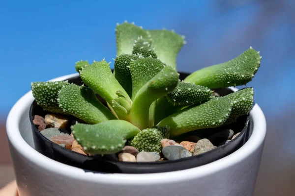 Vista Cerca Una Pequeña Planta Hielo Maceta Aloinopsis Luckhoffii Suculenta — Foto de Stock