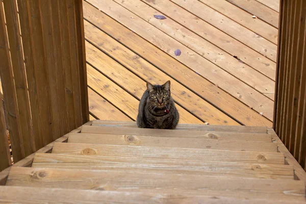 木製のデッキの階段の下には灰色の縞模様のタビー猫が立っており カメラに向かって上を向いている — ストック写真