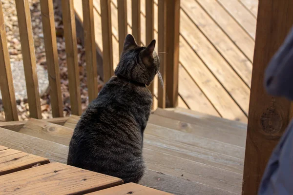 Vista Cerca Joven Gato Rayas Grises Una Escalera Cubierta Madera — Foto de Stock