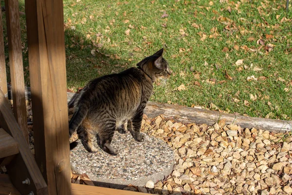 Vue Rapprochée Jeune Chat Tabby Rayé Gris Sur Escalier Bois — Photo