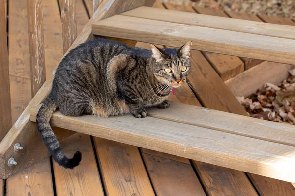 杉の木のデッキの階段で若い灰色の縞模様のタビー猫のビューを閉じて 彼の周りのエリアを探索します — ストック写真