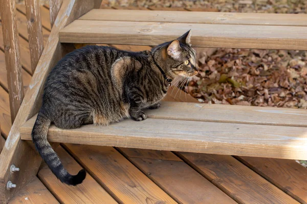 杉の木のデッキの階段で若い灰色の縞模様のタビー猫のビューを閉じて 彼の周りのエリアを探索します — ストック写真