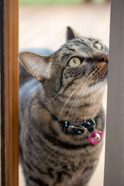 外側から木製のケース窓に入る若い灰色の縞模様のタビー猫の近景 — ストック写真