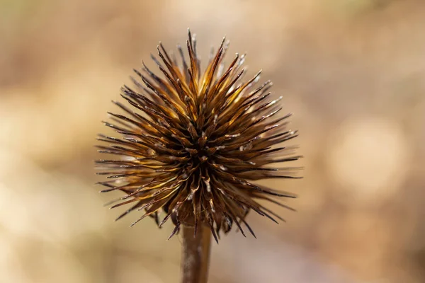Abstract macro view of a dry purple coneflower (echinacea purpurea) seed head (also called cone) on its stem in a sunny butterfly garden in late autumn, with defocused background. Food source for songbirds like finches.