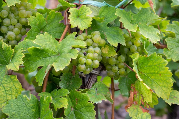 Close Textuur Achtergrond Uitzicht Van Witte Riesling Druiven Wijnstok Een — Stockfoto